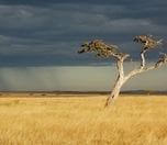 /haber/kenya-da-3-1-milyon-kisinin-acil-gida-yardimina-ihtiyaci-var-259415