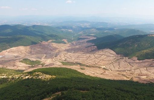 ‘Is it True That 195 Thousand Trees Have Been Cut Down in Mount Ida?’