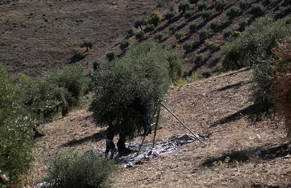 Afrin’s Olive Oils is a ‘Trade Secret’, Says Minister of Agriculture