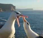 En sadık kuş olan Albatroslar boşanıyor
