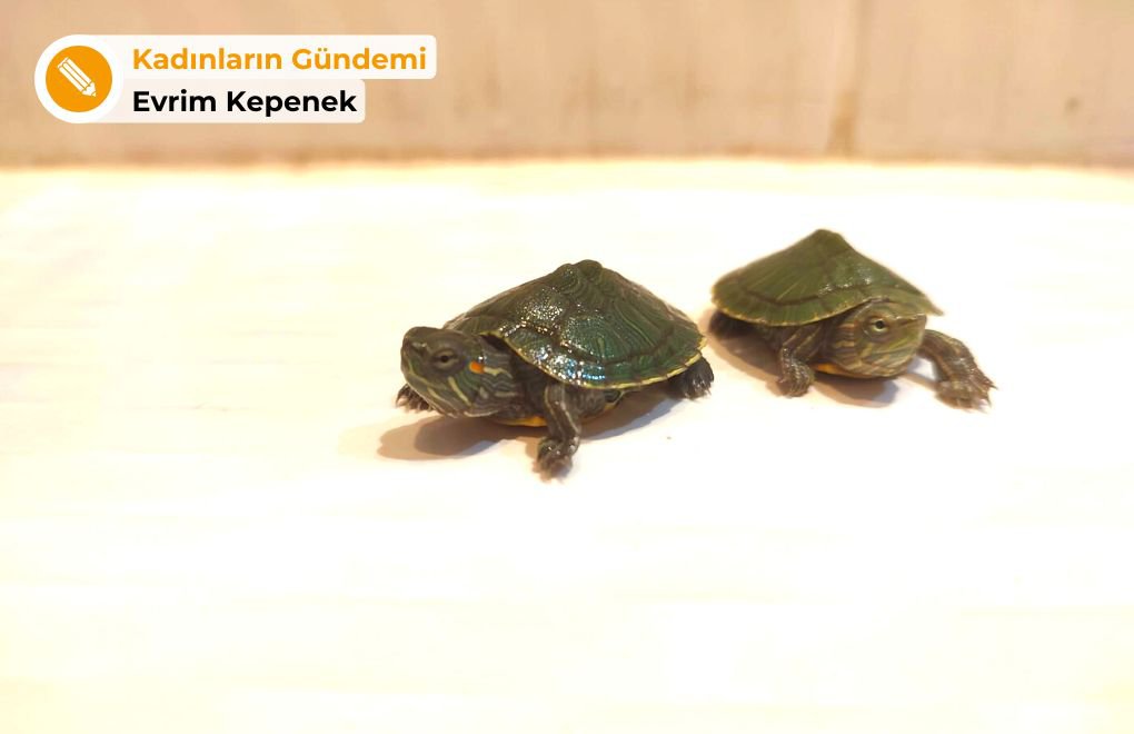Kaplumbağa umudu